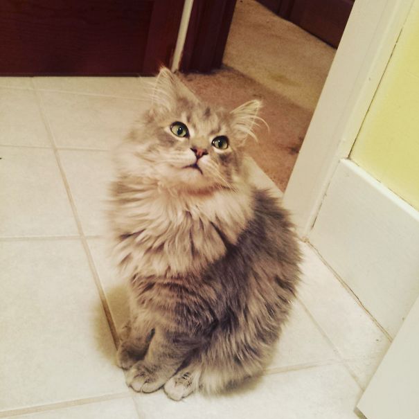 Fluffy Maine C**n cat sitting on tile floor looking up with soft fur and large expressive eyes indoors.