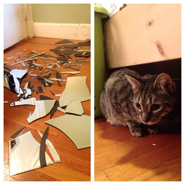 Cat Have Nice Things Around Hair