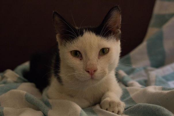 Cat with an alert expression lying on a blanket, related to bees and wasps.