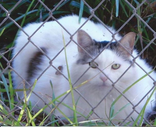 White and brown Maine C**n cat with soft fur resting behind a chain-link fence in green grass outdoors.