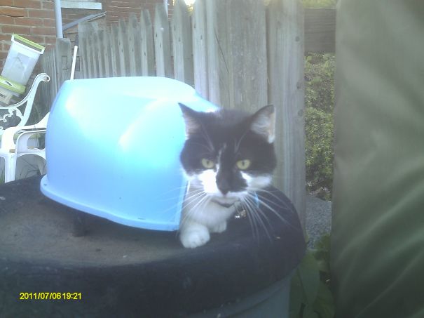 And Now For My Tortoise Impression