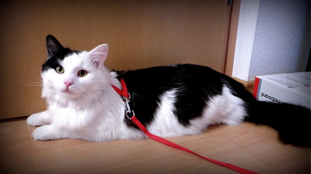Black and white Maine C**n cat with a red leash lying on a wooden floor near a closed door indoors.