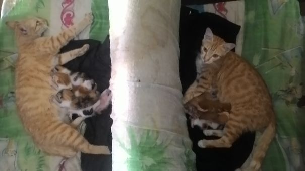 Two Cat's With Their Kitten