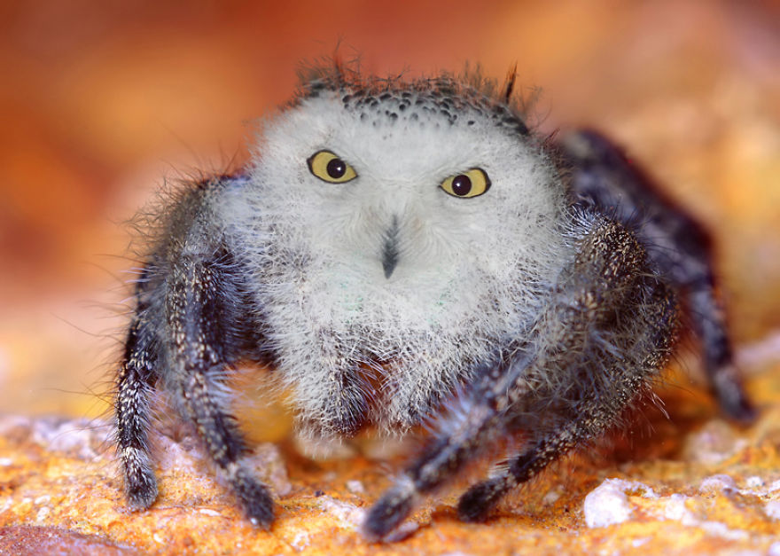 Owl-spider hybrid with an owl's face and spider body, showcasing a strange animal hybrid.