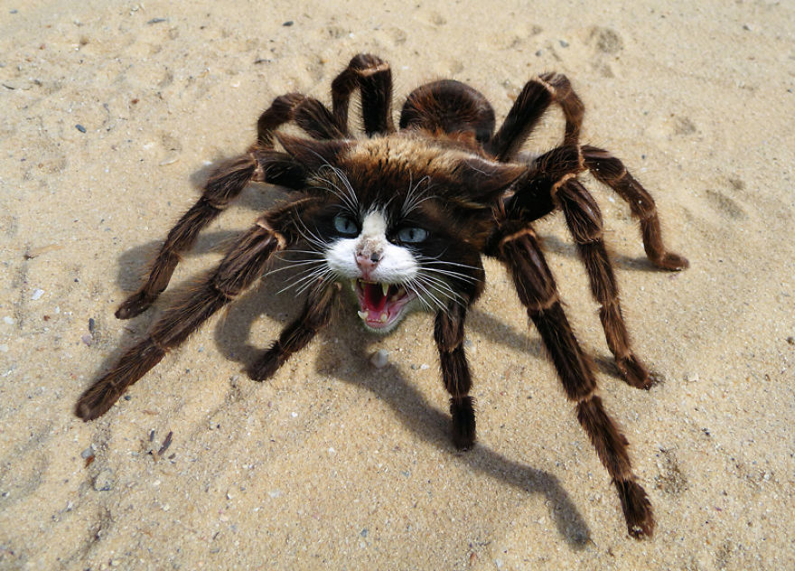 Strange animal hybrid: a creature with a cat's face and a spider's body on sandy ground.