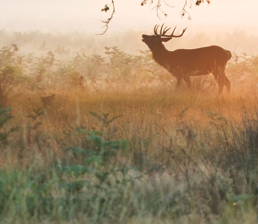 I Capture The Magnificent Deer Living In Richmond Park In The Middle Of London