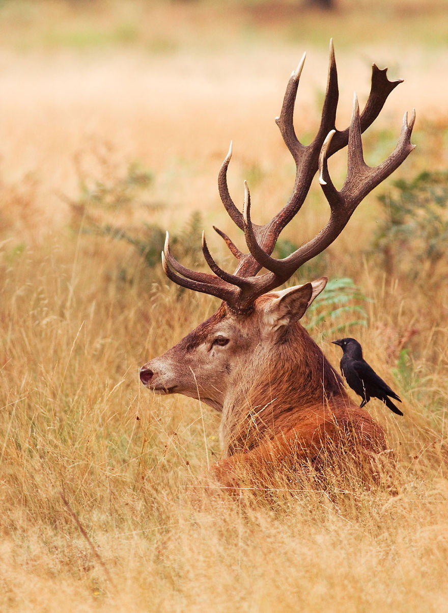 I Capture The Magnificent Deer Living In Richmond Park In The Middle Of London I Capture The Magnificent Deer Living In Richmond Park In The Middle Of London