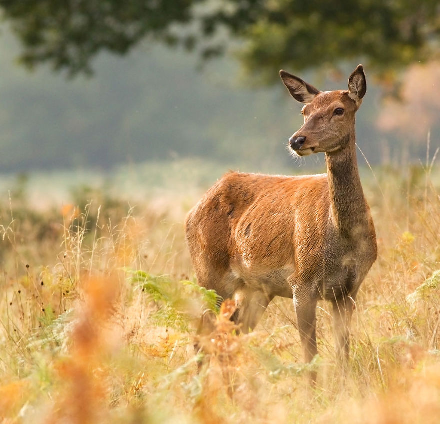 I Capture The Magnificent Deer Living In Richmond Park In The Middle Of London