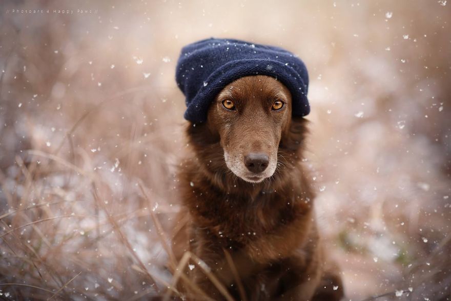 Photographer Captures Soulful Portraits Of Man's Best Friend