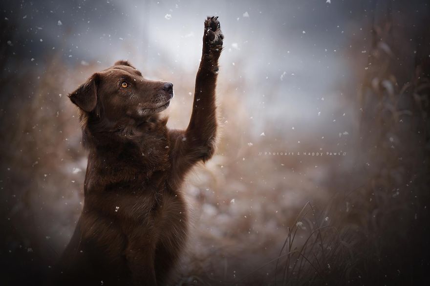 Photographer Captures Soulful Portraits Of Man's Best Friend