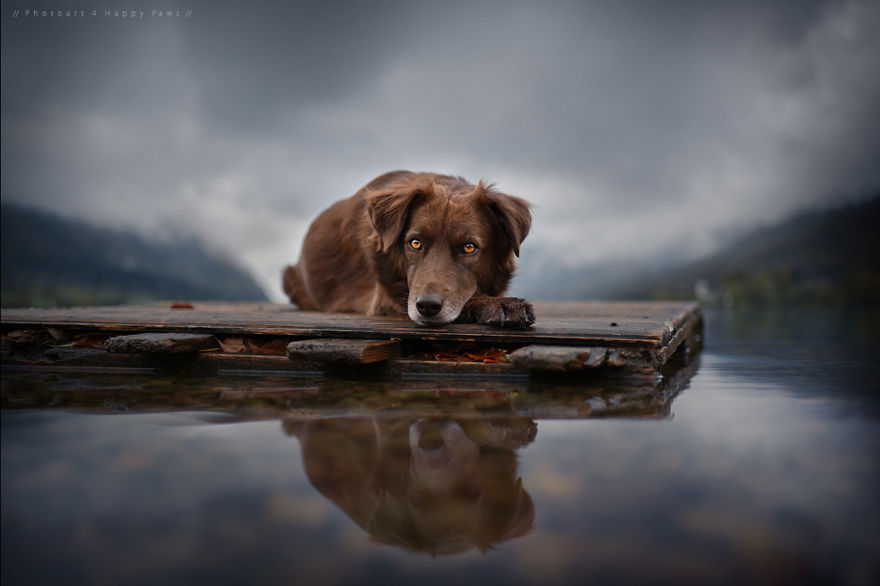Photographer Captures Soulful Portraits Of Man's Best Friend