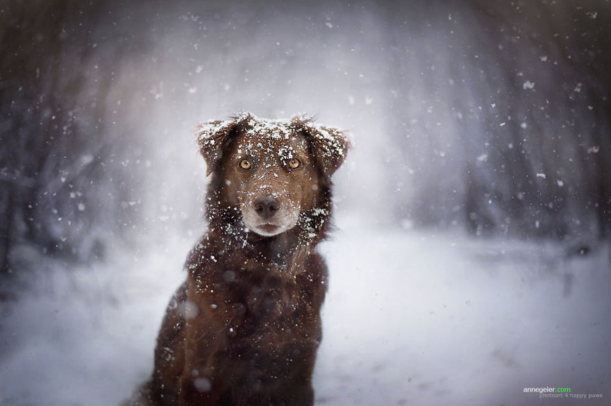 Photographer Captures Soulful Portraits Of Man's Best Friend
