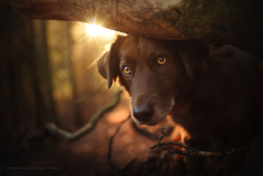 Photographer Captures Soulful Portraits Of Man's Best Friend