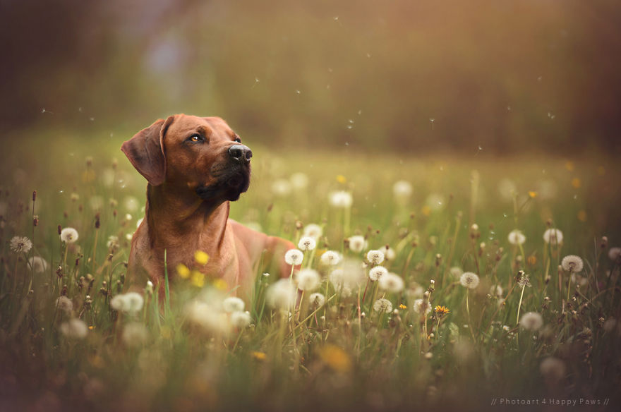 Photographer Captures Soulful Portraits Of Man's Best Friend