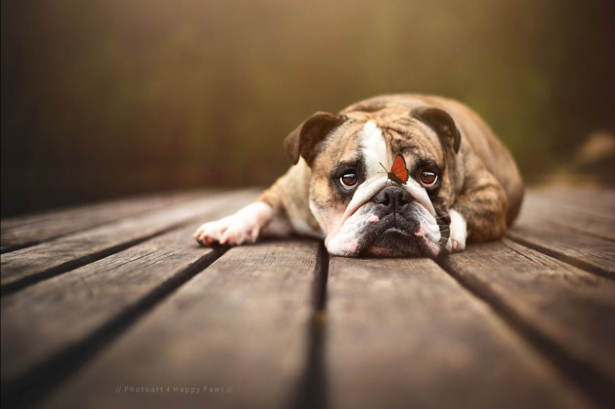 Photographer Captures Soulful Portraits Of Man's Best Friend