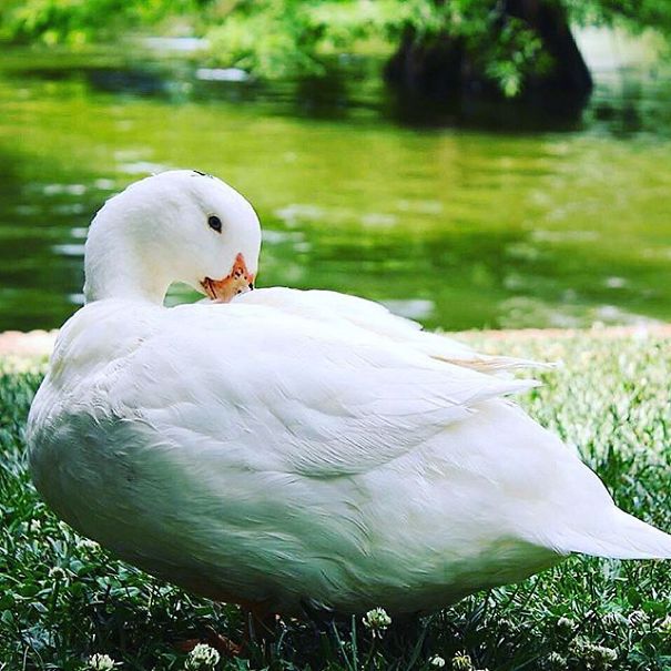 A State Of Awesomeness: When Animals Become Models