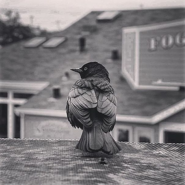 A State Of Awesomeness: When Animals Become Models