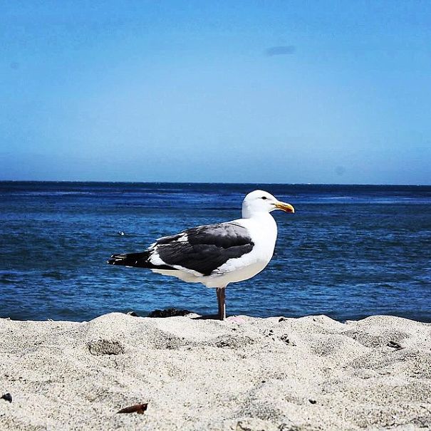 A State Of Awesomeness: When Animals Become Models