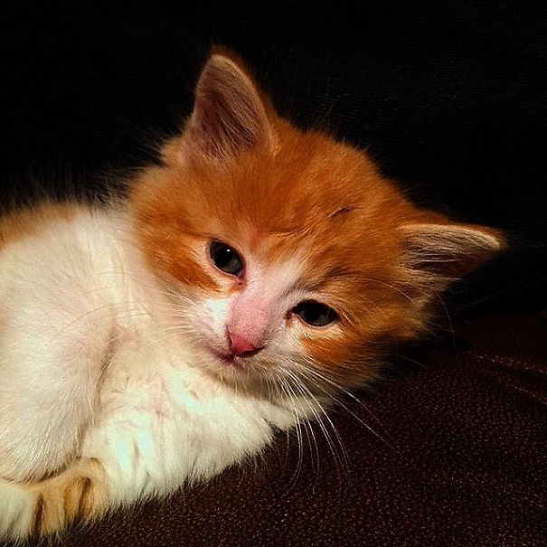 A State Of Awesomeness: When Animals Become Models