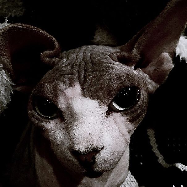 A State Of Awesomeness: When Animals Become Models