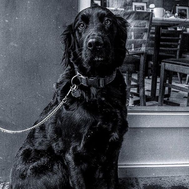 A State Of Awesomeness: When Animals Become Models