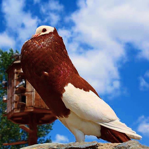 A State Of Awesomeness: When Animals Become Models