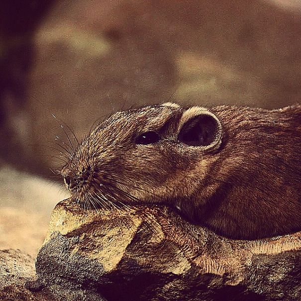 A State Of Awesomeness: When Animals Become Models