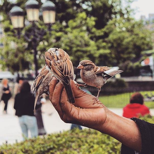 A State Of Awesomeness: When Animals Become Models