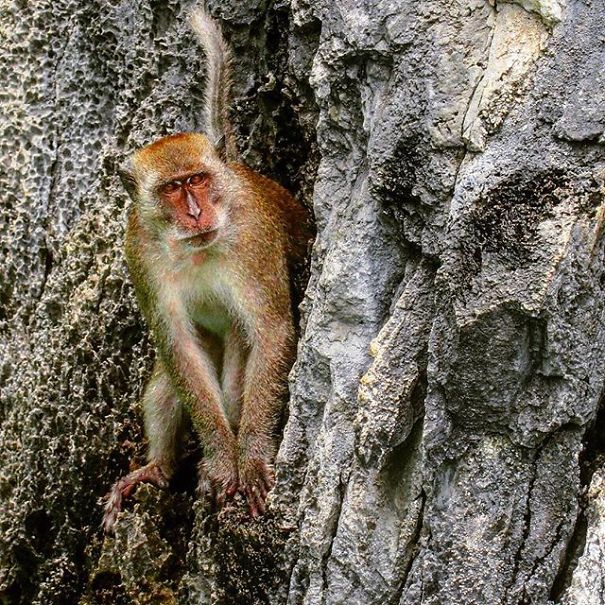 A State Of Awesomeness: When Animals Become Models