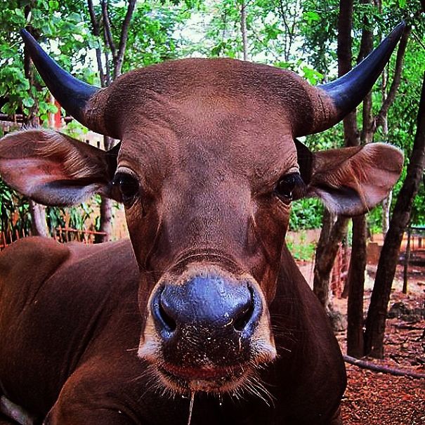 A State Of Awesomeness: When Animals Become Models