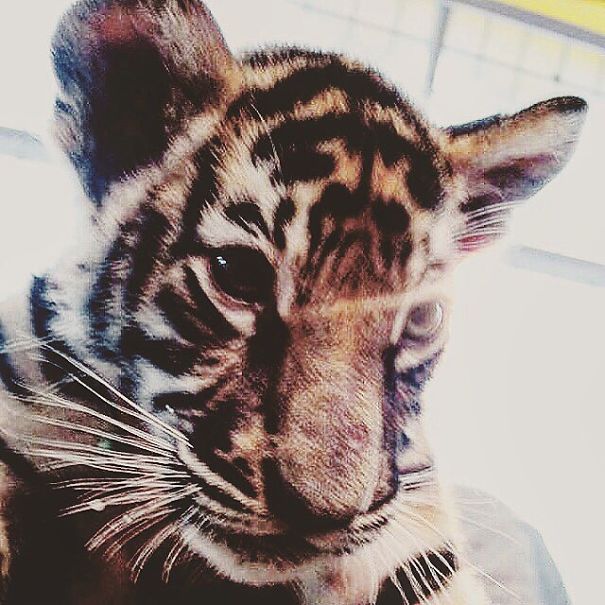 A State Of Awesomeness: When Animals Become Models