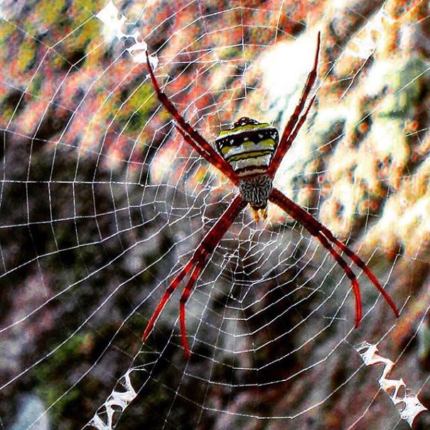 A State Of Awesomeness: When Animals Become Models