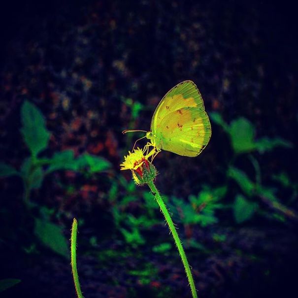 A State Of Awesomeness: When Animals Become Models