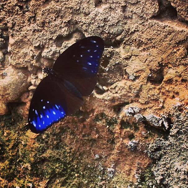 A State Of Awesomeness: When Animals Become Models