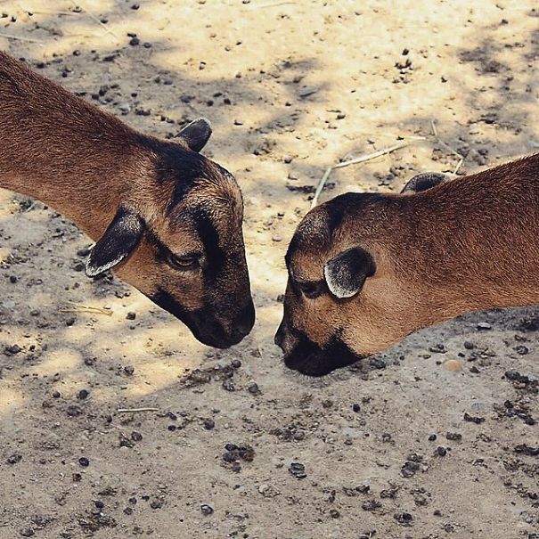 A State Of Awesomeness: When Animals Become Models