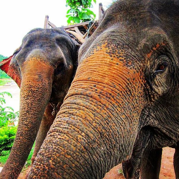 A State Of Awesomeness: When Animals Become Models