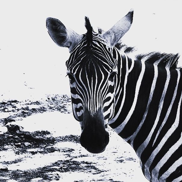 A State Of Awesomeness: When Animals Become Models