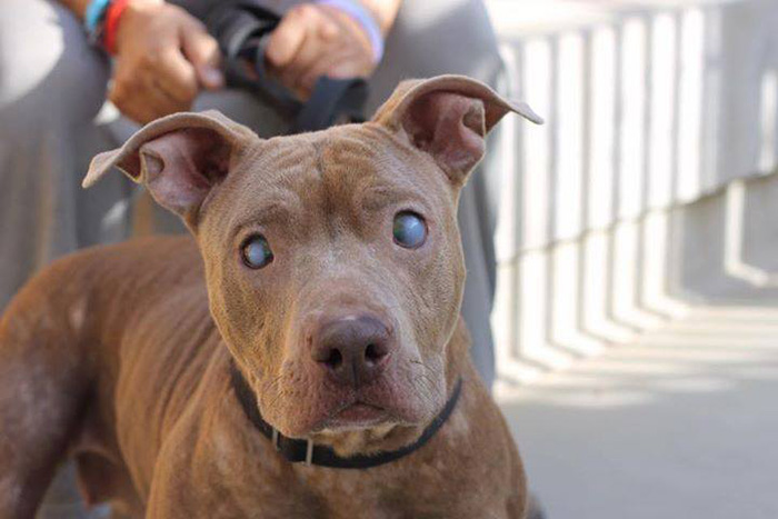 abandoned-blind-pit-bull-poly-rescued-2