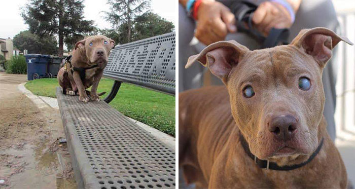 Blind Pitbull Abandoned On Park Bench After Giving Birth Finally Gets The Love She Deserves