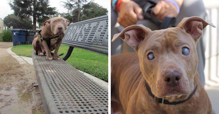 Blind Pitbull Abandoned On Park Bench After Giving Birth Finally Gets The Love She Deserves