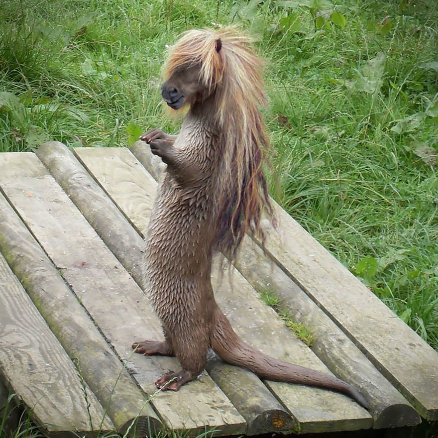 Photoshopped animal hybrid with a pony's mane and an otter's body, standing on wooden planks in a grassy area.