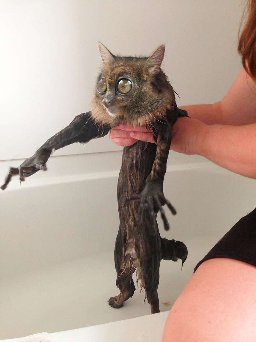 Photoshopped animal hybrid with a cat's body and a lemur-like face held by a person in a bathtub.