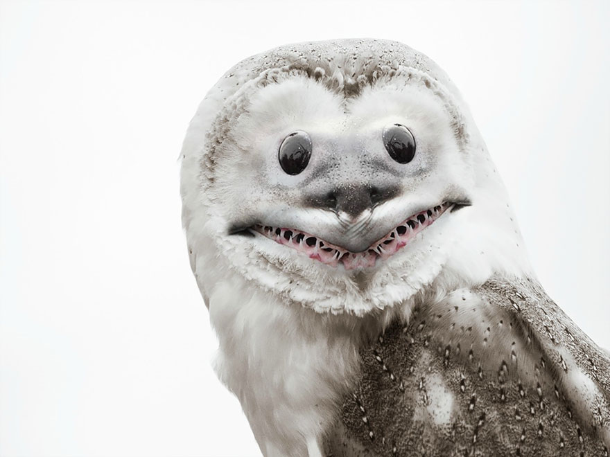 Photoshopped image of an animal hybrid with owl face and shark mouth.