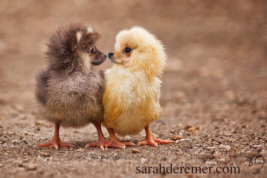 Two fluffy animal hybrids with bird bodies and puppy faces on a sandy surface.