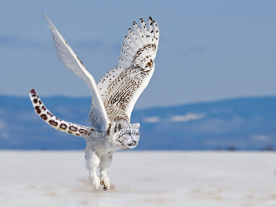 Photoshop animal hybrid with an owl's wings and a snow leopard's body flying in a snowy landscape.