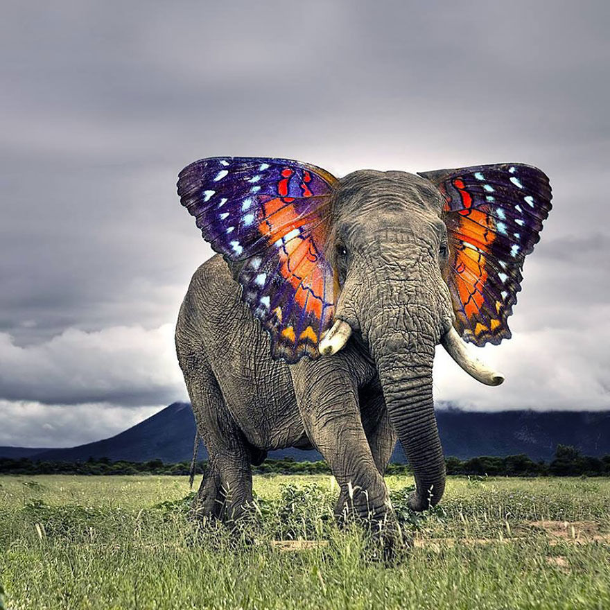 Elephant with colorful butterfly wings in a grassy landscape, illustrating strange animal hybrids created in Photoshop.