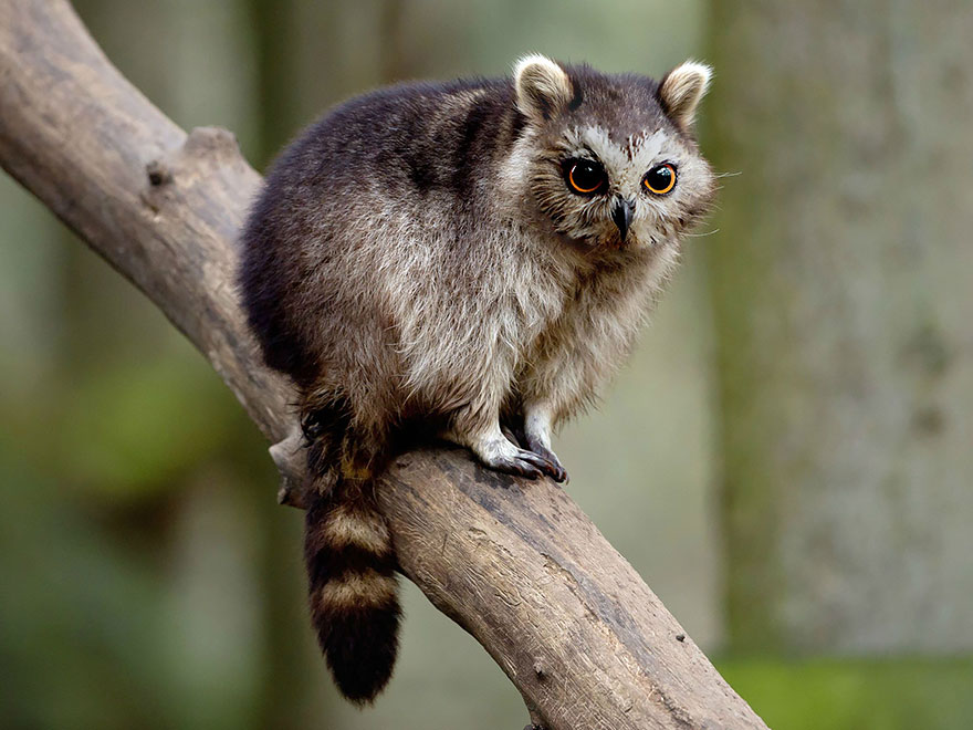 A strange animal hybrid with features of a lemur and an owl, created using Photoshop, perched on a branch in a forest.