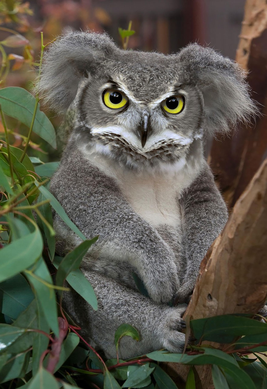 Strange animal hybrid created in Photoshop, featuring a koala with an owl's face amidst foliage.
