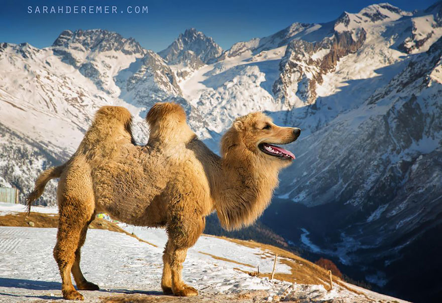 A Photoshopped animal hybrid with a camel's body and a dog's head, set against a snowy mountain landscape.