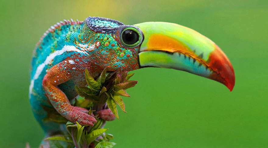 Colorful strange animal hybrid with a lizard body and toucan beak, perched on a branch, showcasing vibrant Photoshop creation.